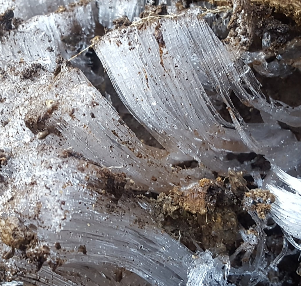Universal Truths of Yoga and Iboga