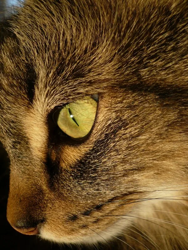 Love to our cat King
